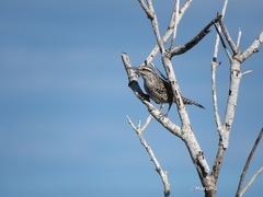 Campylorhynchus yucatanicus