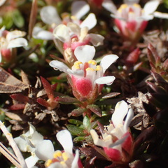 Pyxidanthera barbulata