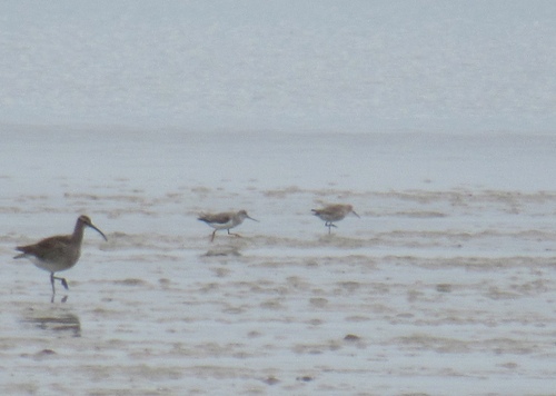 iNaturalist: (c) c, some rights reserved (CC BY-NC), uploaded by c iNaturalist image