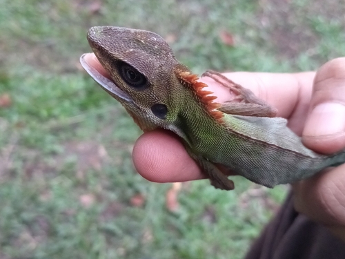 Bronchocela cristatella observed 2026-03-29