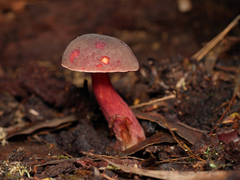 Boletus barragensis