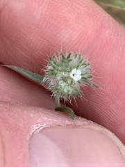 Cryptantha nevadensis