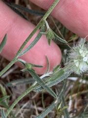 Cryptantha nevadensis