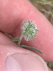 Cryptantha nevadensis