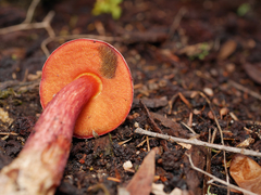 Boletus barragensis