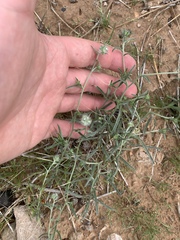 Cryptantha nevadensis