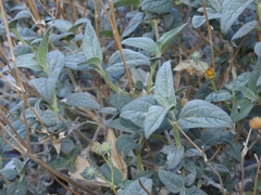 Bahiopsis reticulata