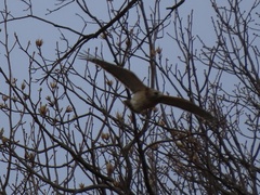 Buteo lineatus lineatus