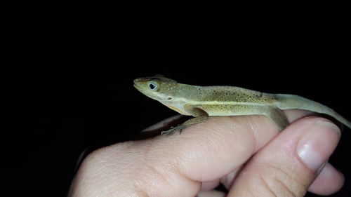 Krug's Anole (Anolis krugi) · iNaturalist Krug's Anole (Anolis krugi) · iNaturalist