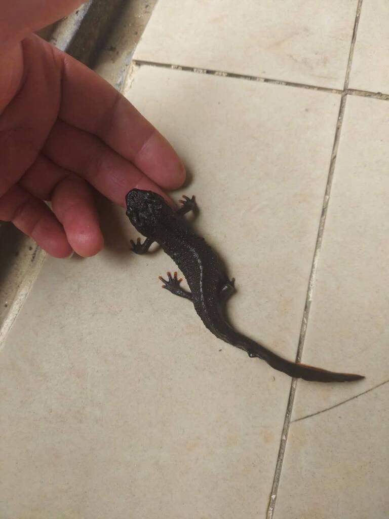 Pasmans' Crocodile Newt