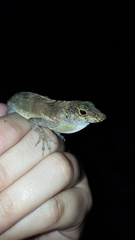Anolis cristatellus