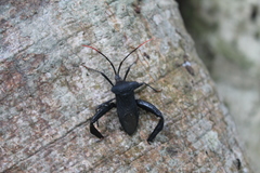 Acanthocephalini