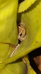 Eleutherodactylus coqui