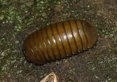 Arthrosphaera