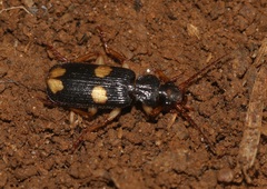 Macrocheilus bensoni