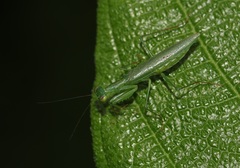 Micromantis glauca