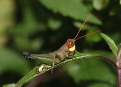 Cingalia dubia
