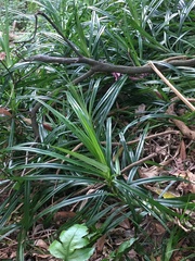 Freycinetia formosana