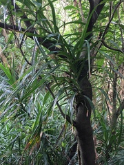 Freycinetia formosana