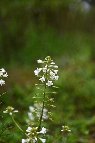 Lysimachia candida