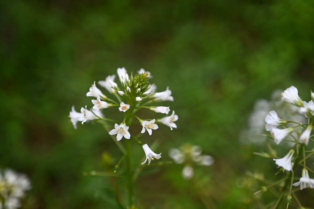 Lysimachia candida; photograph (c) 黄彦豪, some rights reserved (CC BY)