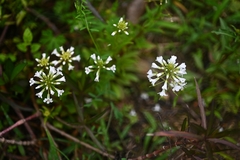 (c) 黄彦豪, some rights reserved (CC BY) Lysimachia candida, photograph (c) 黄彦豪, some rights reserved (CC BY)