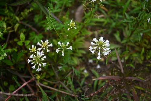 Lysimachia candida, photograph 3