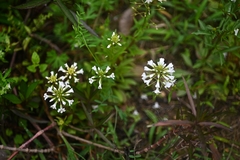 (c) 黄彦豪, some rights reserved (CC BY) Lysimachia candida, photograph (c) 黄彦豪, some rights reserved (CC BY)