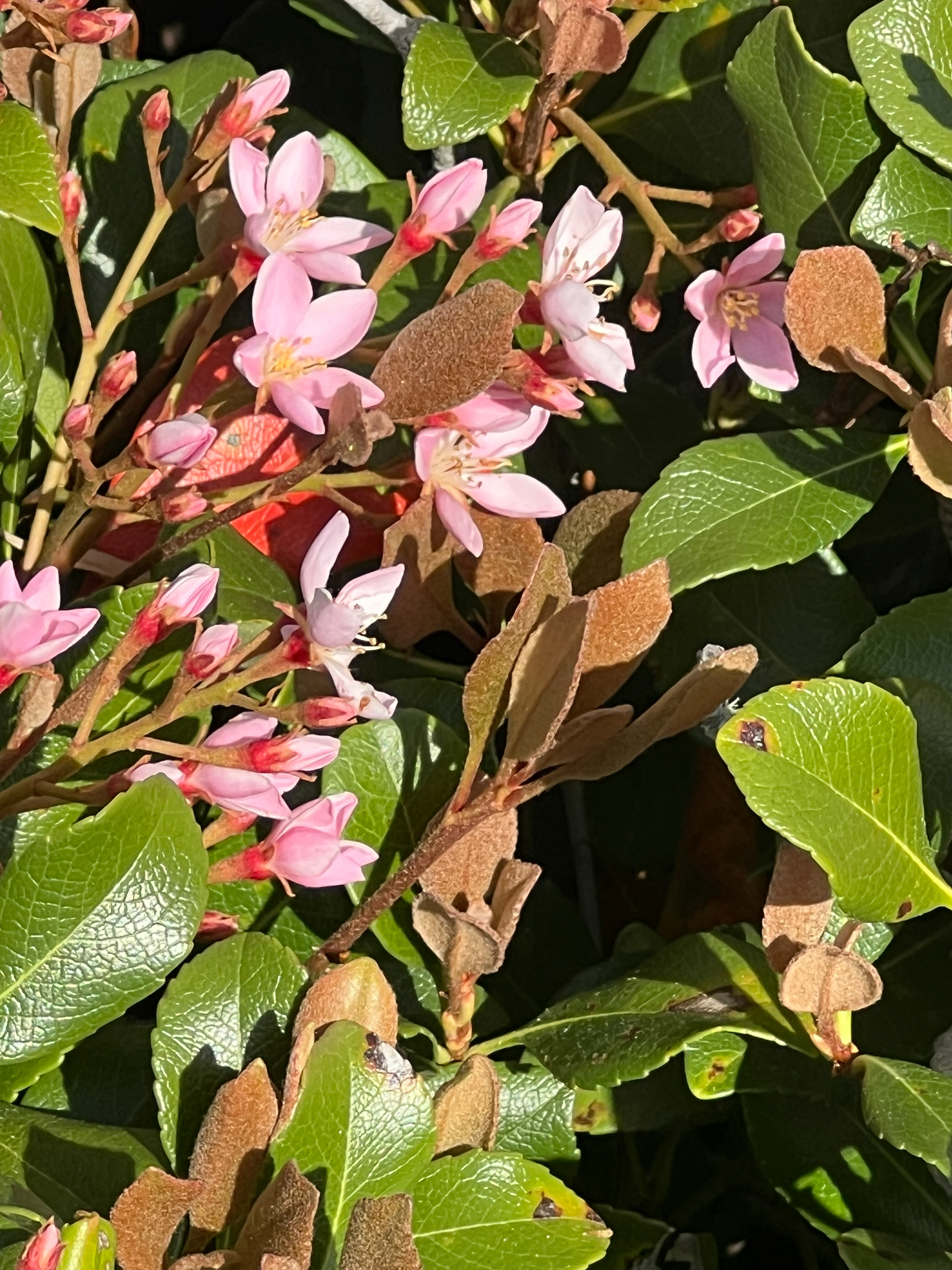Indian Hawthorn (Rhaphiolepis indica)