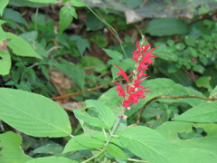 Salvia