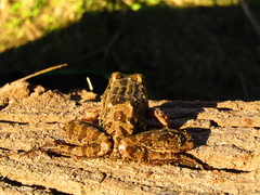 Lithobates yavapaiensis