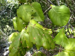 Guettarda krugii