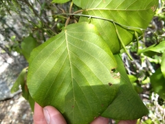 Guettarda krugii