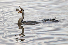 Australasian Darter photo 5