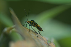 Hypselonotus linea