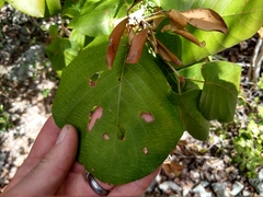 Guettarda krugii