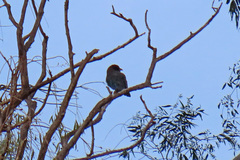 Eurystomus orientalis pacificus