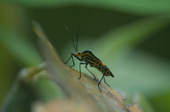 Hypselonotus linea