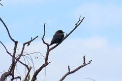 Eurystomus orientalis pacificus