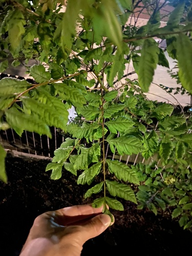 golden rain tree (Koelreuteria paniculata)