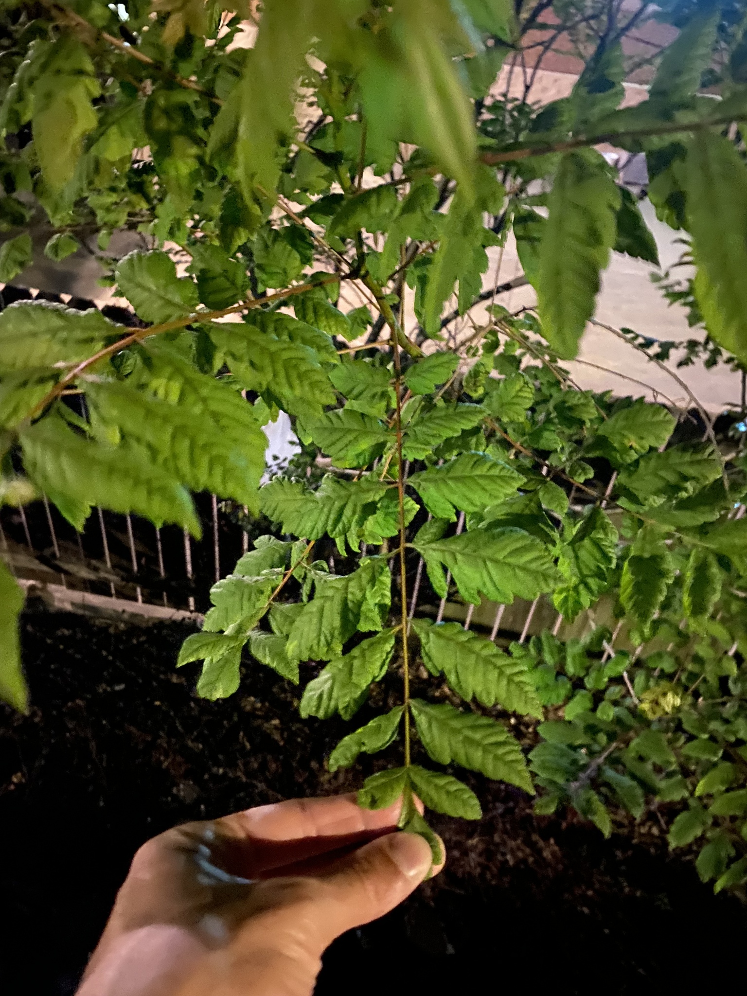 Golden Rain Tree (Koelreuteria paniculata)