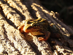 Lithobates yavapaiensis