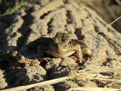 Lithobates yavapaiensis