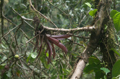 Guzmania remyi