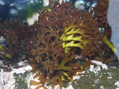 Trematocarpus dichotomus