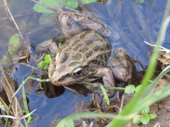 Lithobates yavapaiensis