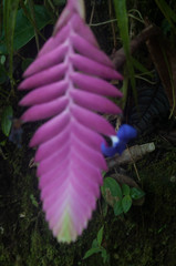Wallisia pretiosa