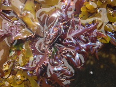 Chondracanthus chamissoi