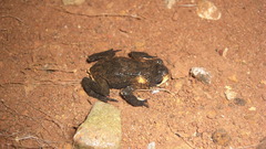 Melanophryniscus simplex