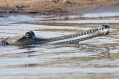 Gavialis gangeticus